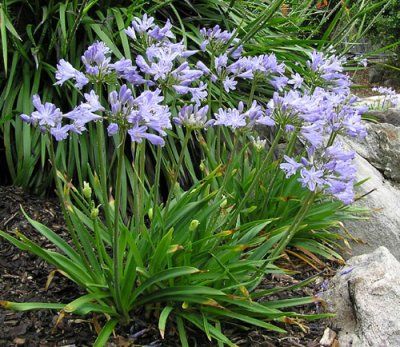 AGAPANTHUS UMBELLATUS LAVENDER HAZE