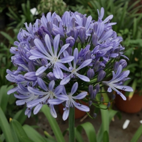 AGAPANTHUS UMBELLATUS LAVENDER HAZE