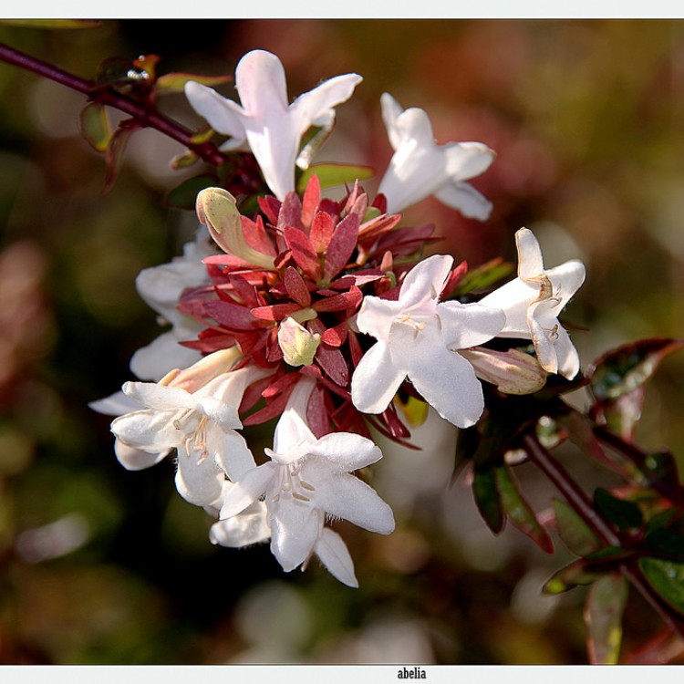 ABELIA X GRANDIFLORA SHERWOODII