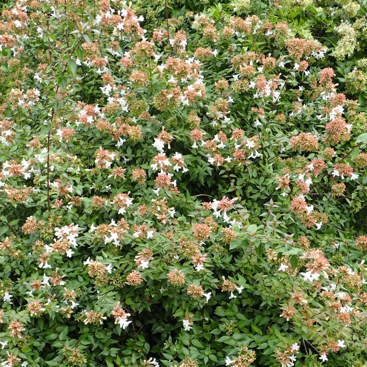 ABELIA X GRANDIFLORA RUPESTRIS