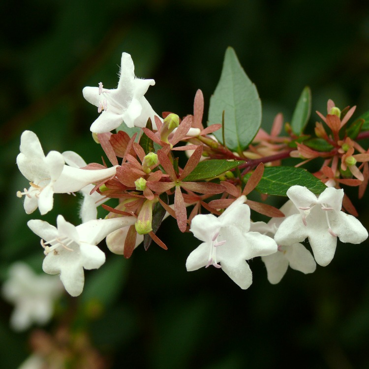 ABELIA X GRANDIFLORA RUPESTRIS