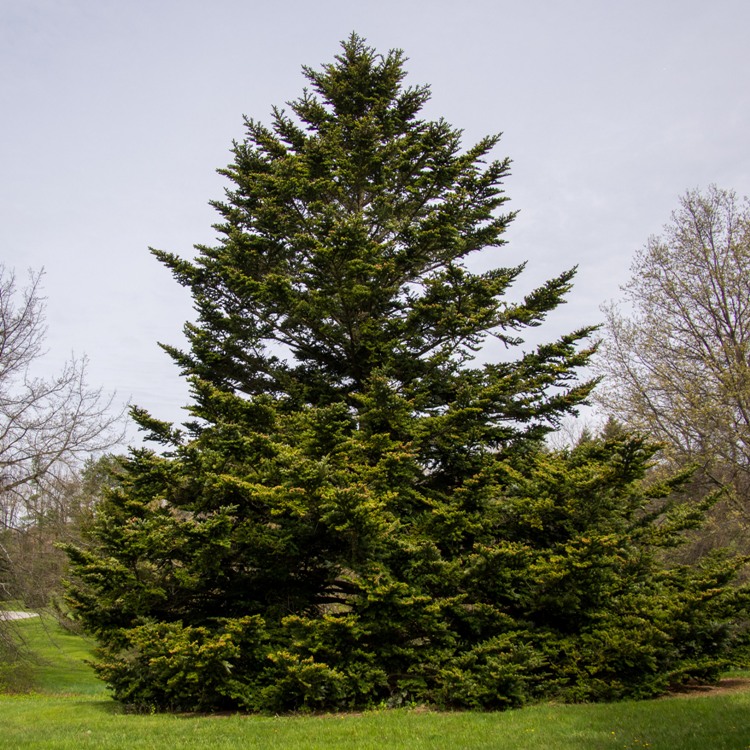 ABIES NORDMANNIANA