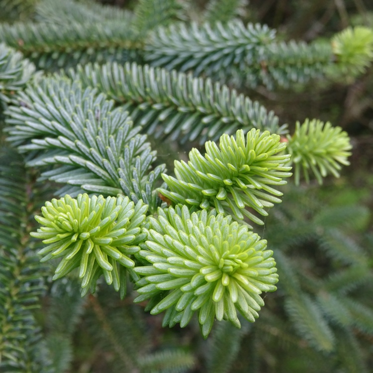 ABIES NORDMANNIANA