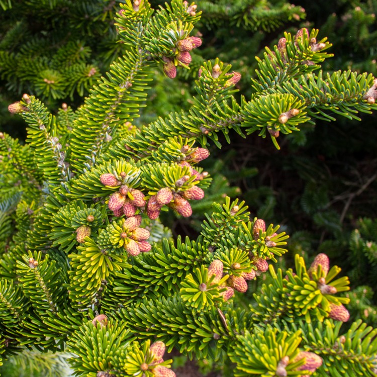 ABIES NORDMANNIANA