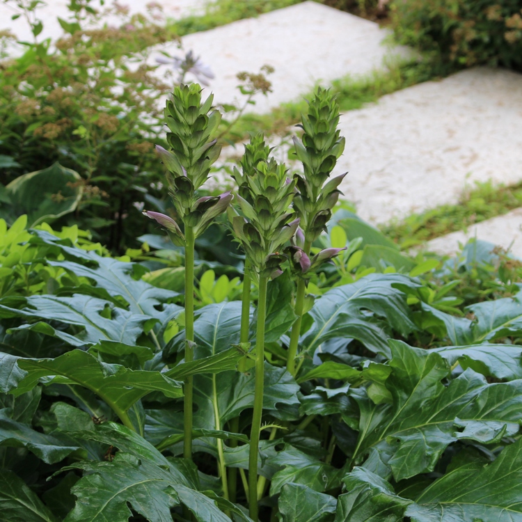 ACANTHUS MOLLIS