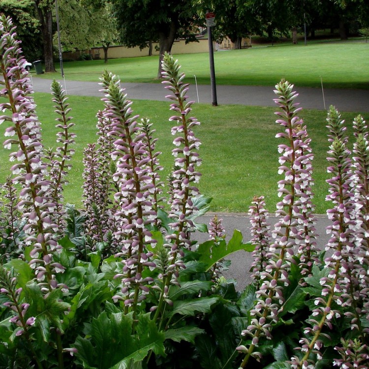 ACANTHUS MOLLIS