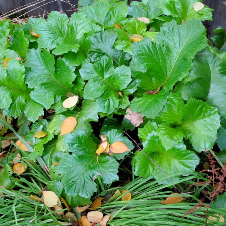 ACANTHUS MOLLIS