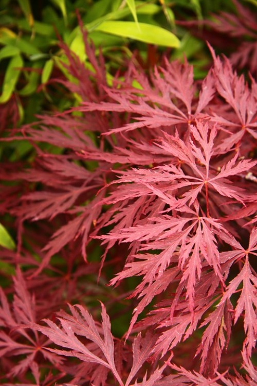 ACER PALMATUM DISSECTUM STELLA ROSSA