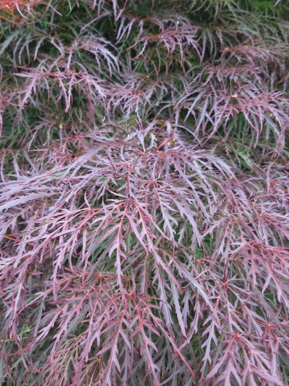 ACER PALMATUM DISSECTUM STELLA ROSSA