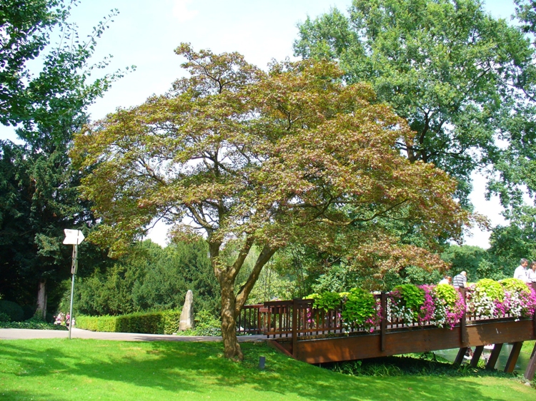 ACER PALMATUM IN VARIETA'