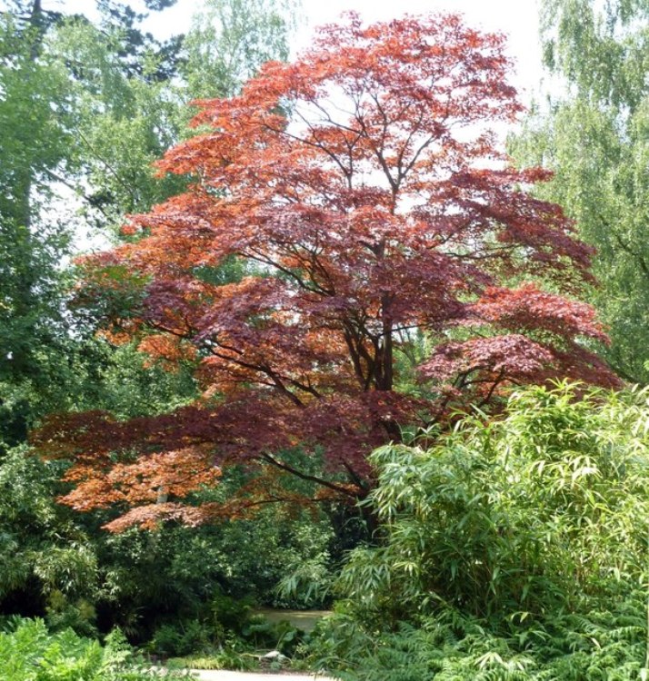 ACER PALMATUM IN VARIETA'
