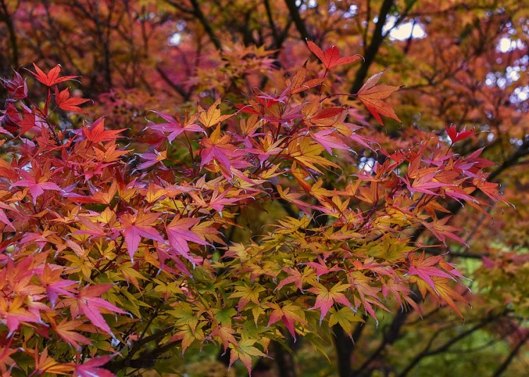 ACER PALMATUM IN VARIETA'