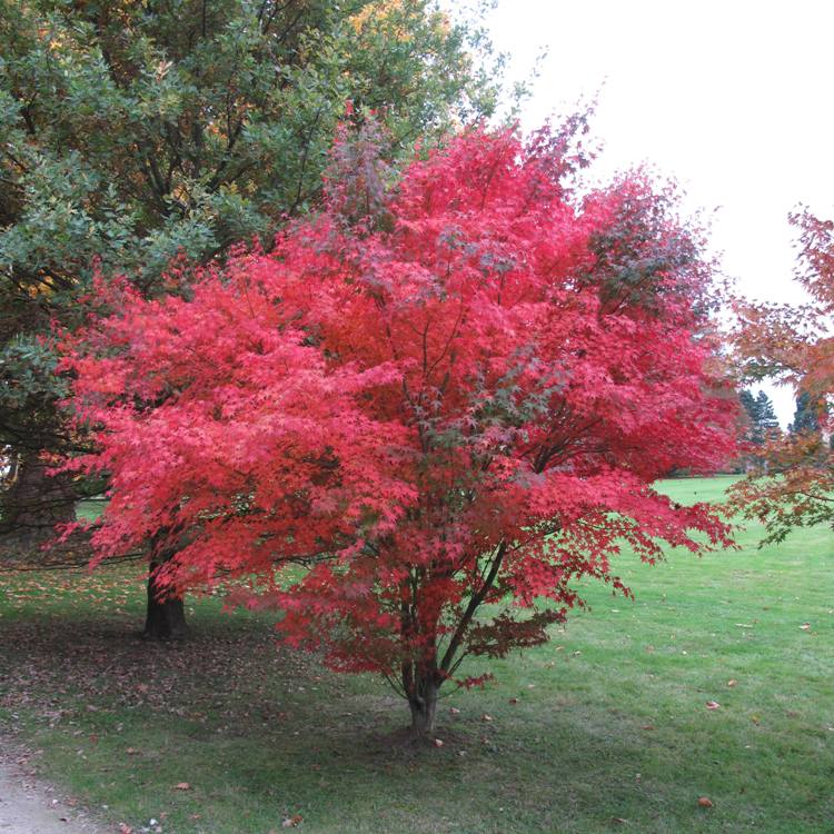 ACER PALMATUM FIRE GLOW FG1