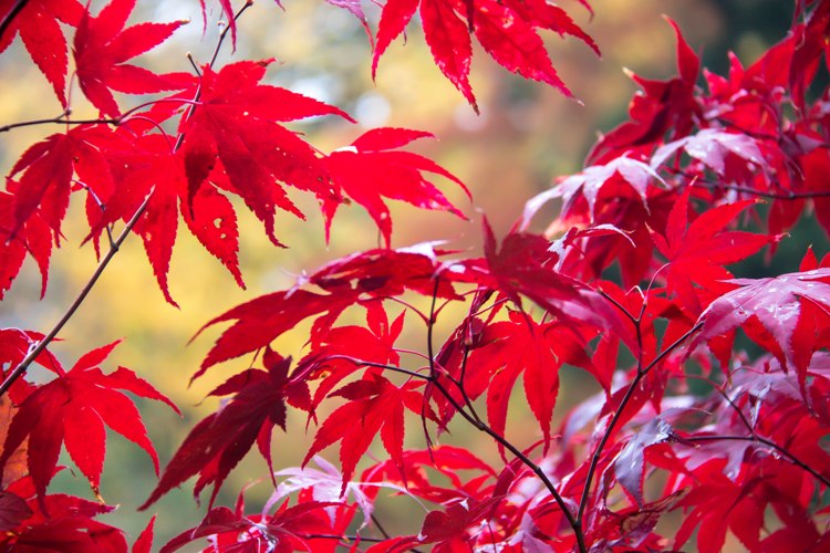 ACER PALMATUM FIRE GLOW FG1