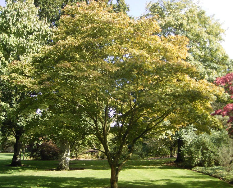 ACER PALMATUM OSAKASZUKI