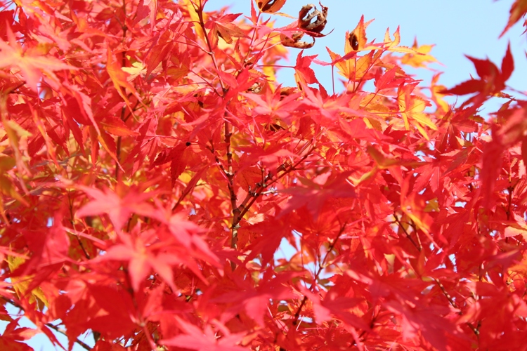 ACER PALMATUM OSAKASZUKI