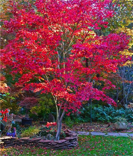 ACER PALMATUM POLYMORPHUM