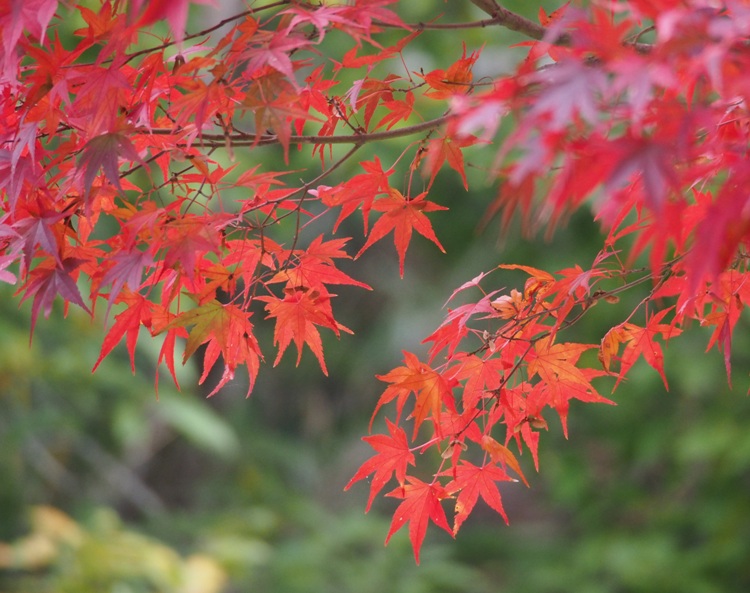 ACER PALMATUM POLYMORPHUM