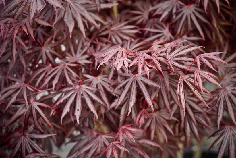 ACER PALMATUM TROMPEMBOURG
