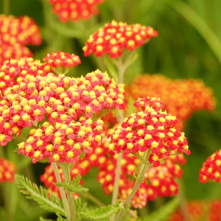 ACHILLEA FILIPENDULINA-HYBRIDE FEUERLAND