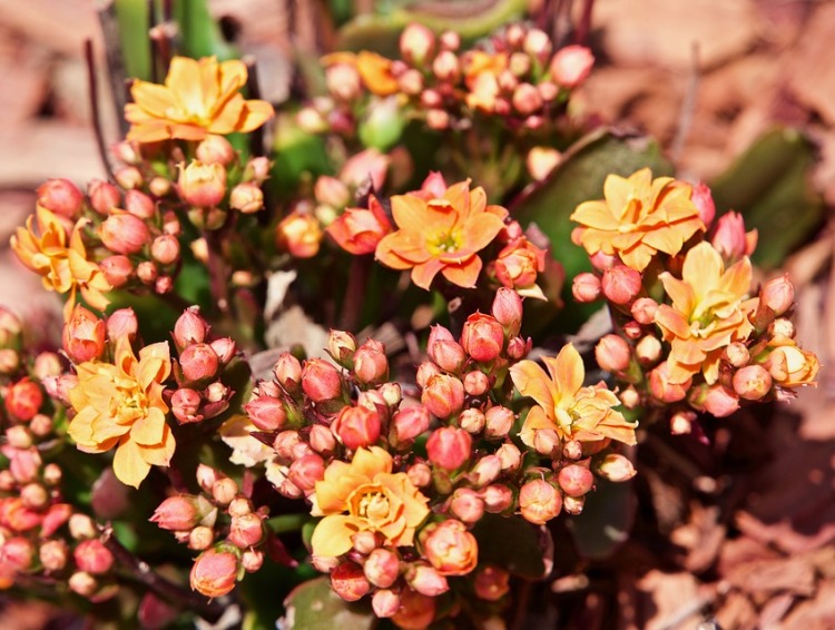 ACHILLEA FILIPENDULINA-HYBRIDE FEUERLAND