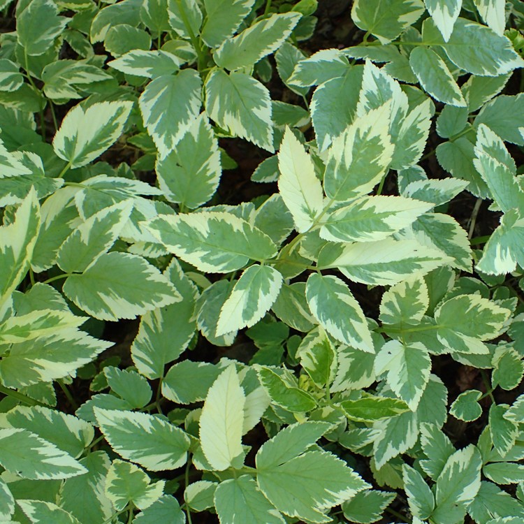 AEGOPODIUM PODAGRARIA VARIEGATUM