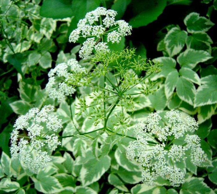 AEGOPODIUM PODAGRARIA VARIEGATUM