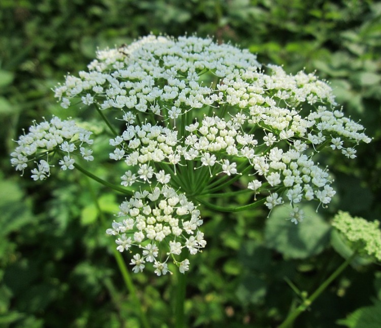 AEGOPODIUM PODAGRARIA VARIEGATUM