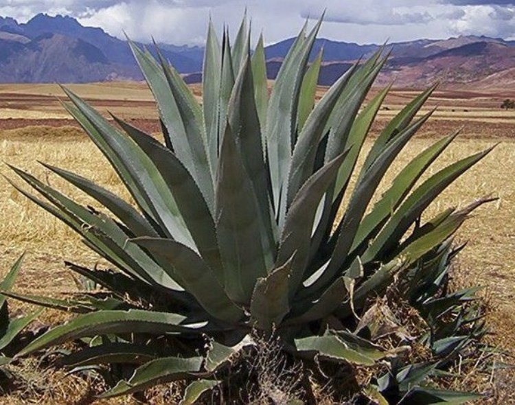 AGAVE