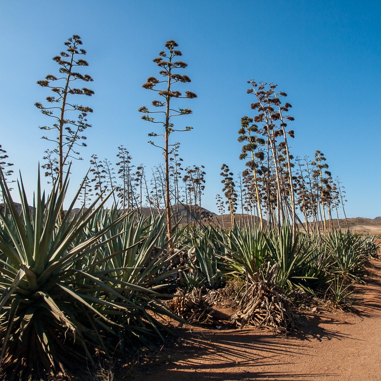 AGAVE