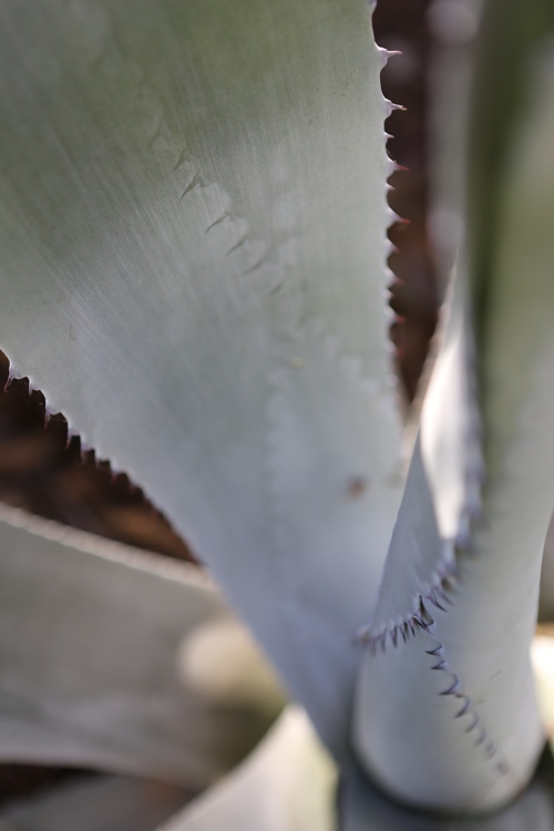 AGAVE