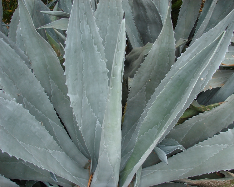 AGAVE AMERICANA VERDE
