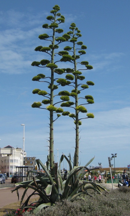 AGAVE AMERICANA VERDE