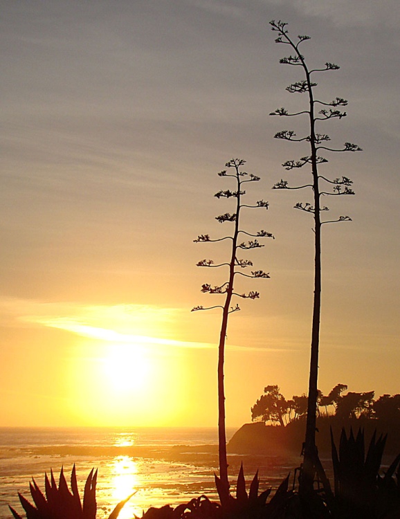 AGAVE AMERICANA VERDE