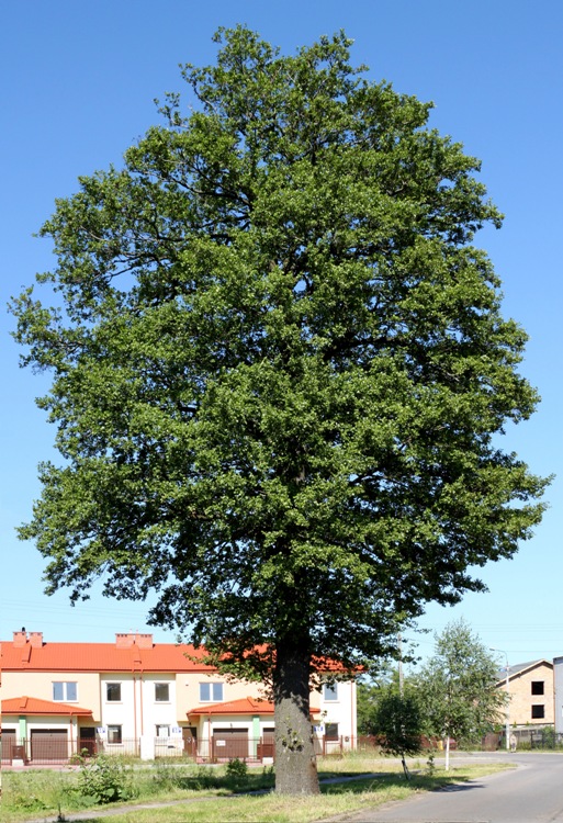 ALNUS GLUTINOSA - ONTANO