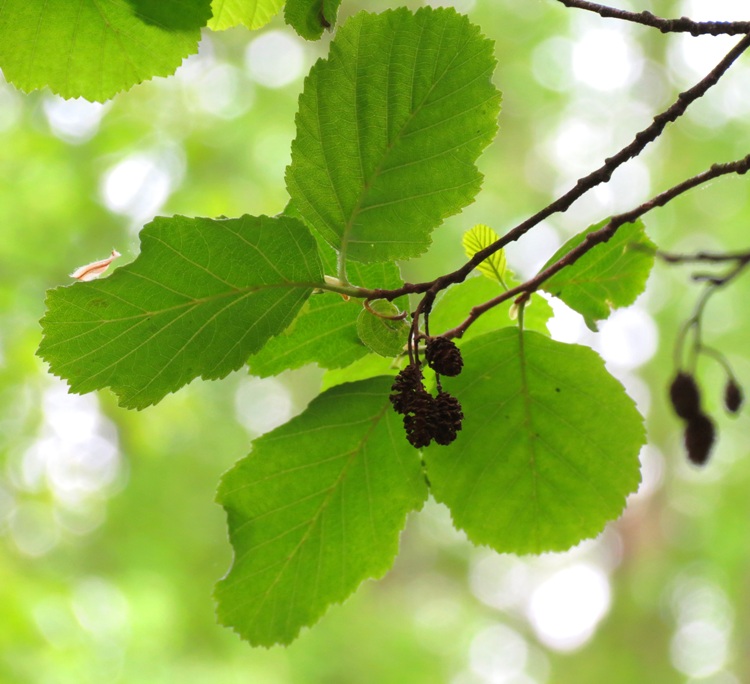 ALNUS GLUTINOSA - ONTANO