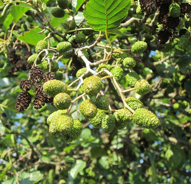 ALNUS GLUTINOSA - ONTANO
