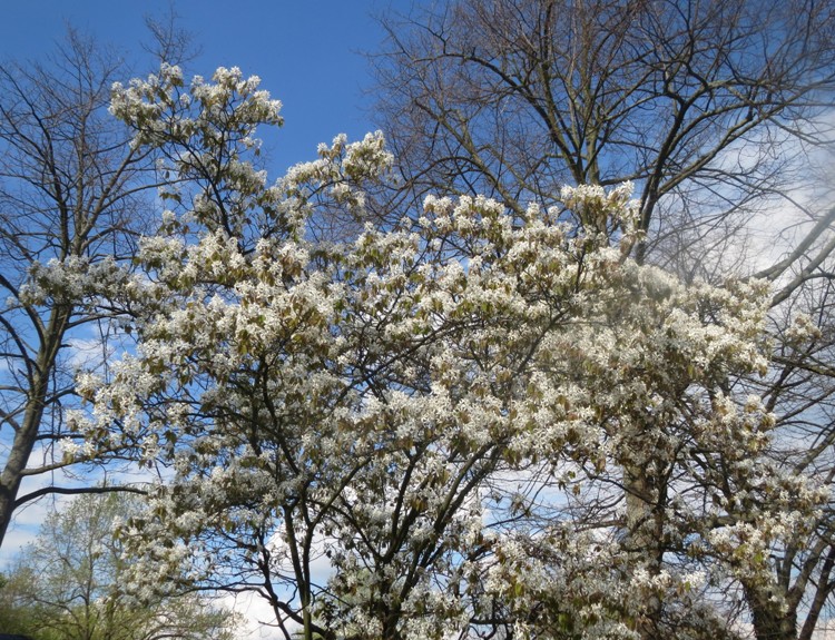 AMELANCHIER CANADENSIS
