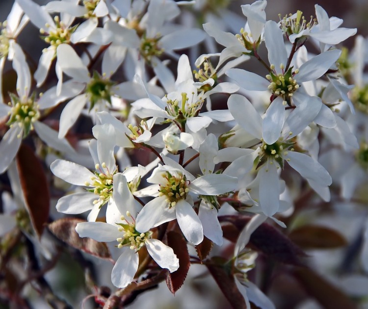 AMELANCHIER CANADENSIS