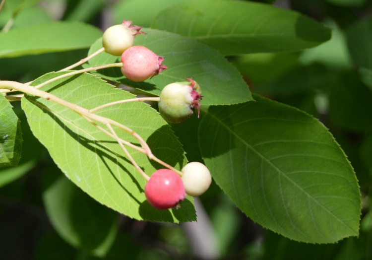 AMELANCHIER CANADENSIS