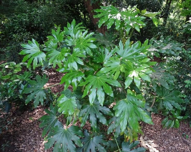 ARALIA SIEBOLDII(FATSIA JAPONICA)