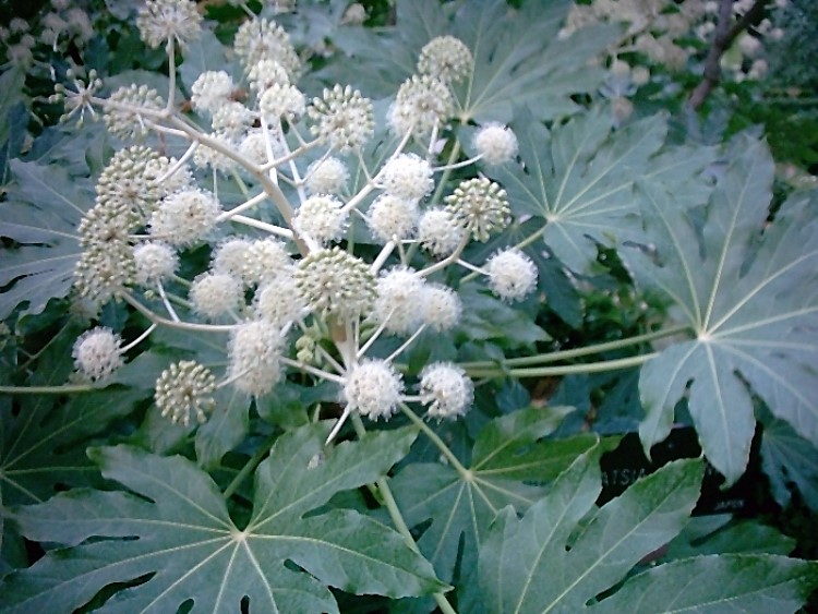 ARALIA SIEBOLDII(FATSIA JAPONICA)