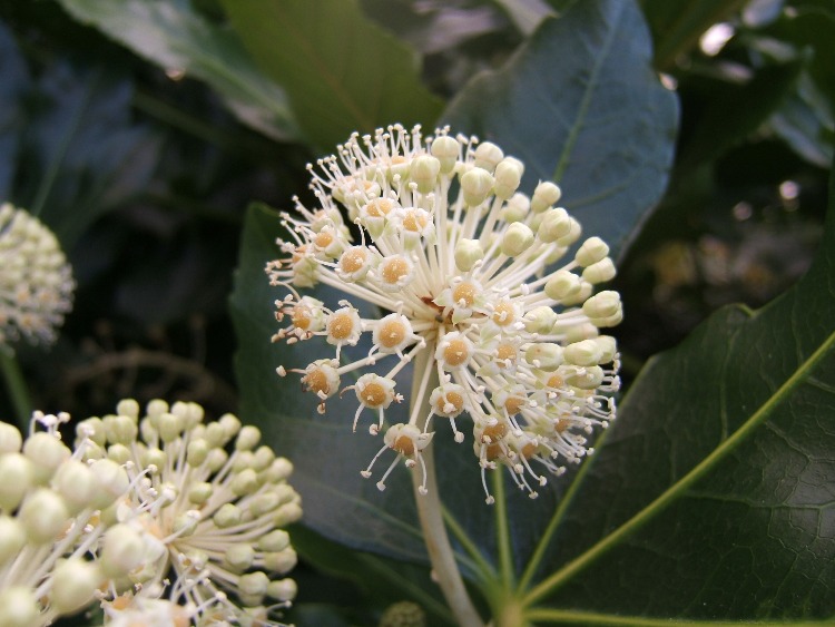 ARALIA SIEBOLDII(FATSIA JAPONICA)