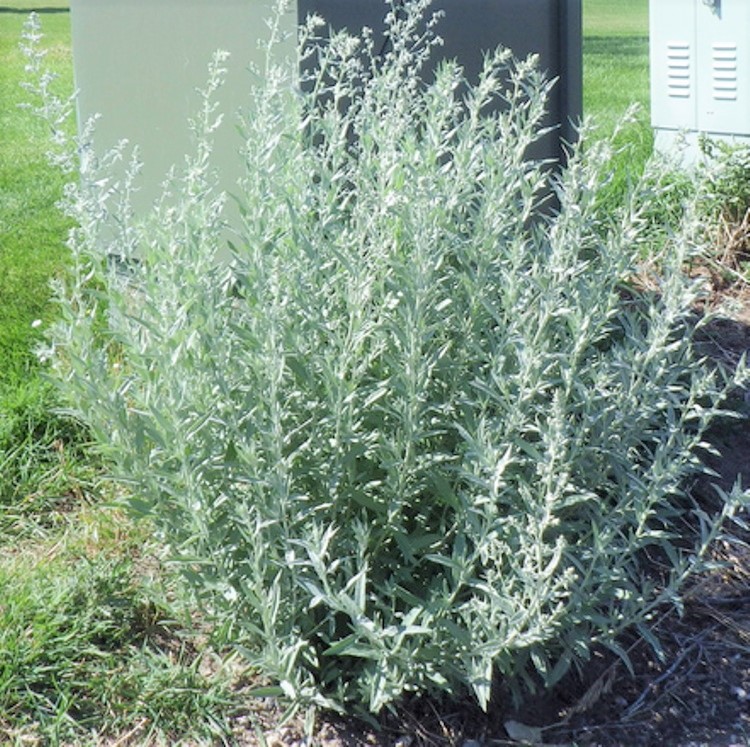 ARTEMISIA LUDOVICIANA SILVER QUEEN