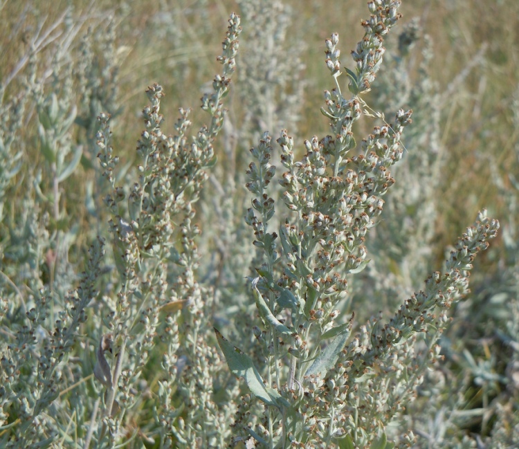 ARTEMISIA LUDOVICIANA SILVER QUEEN