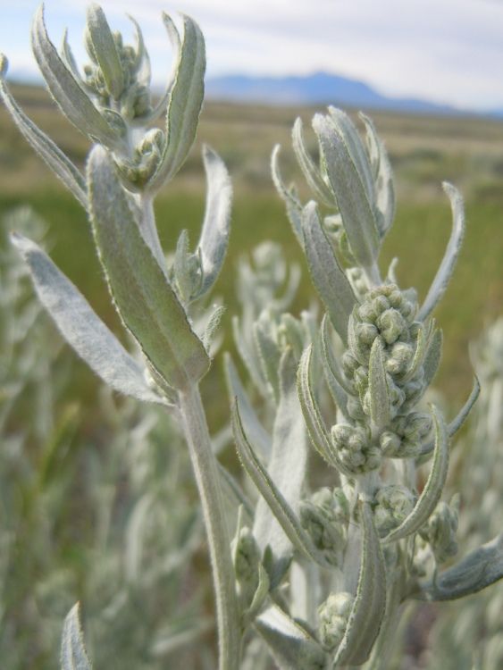 ARTEMISIA LUDOVICIANA SILVER QUEEN