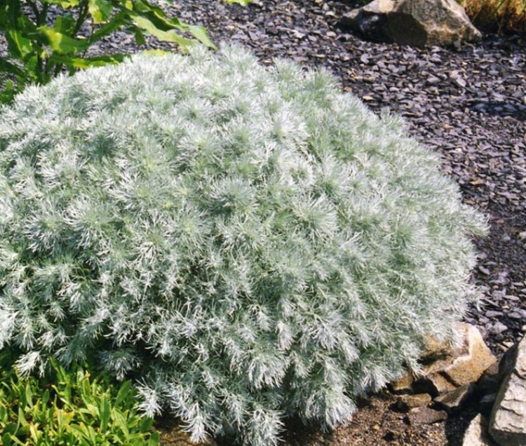 ARTEMISIA SCHMIDTIANA