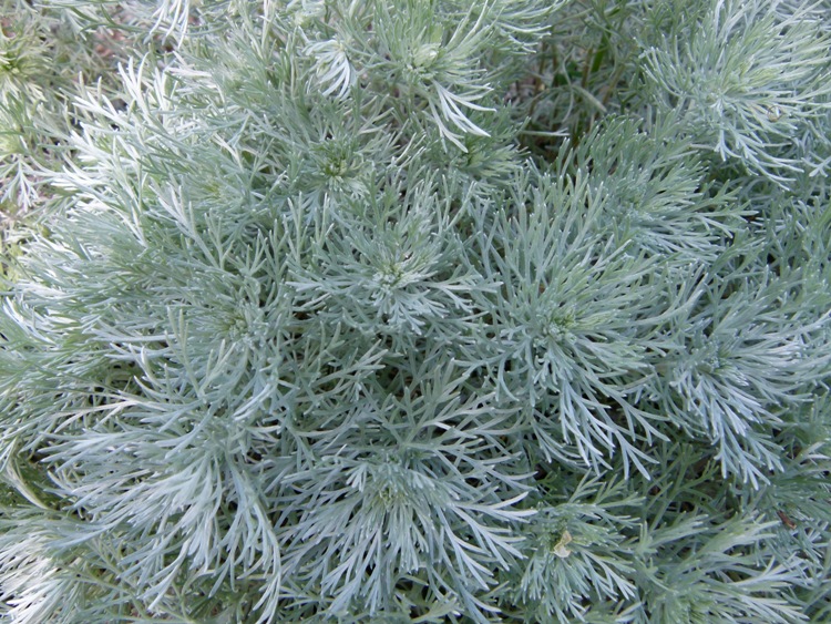 ARTEMISIA SCHMIDTIANA