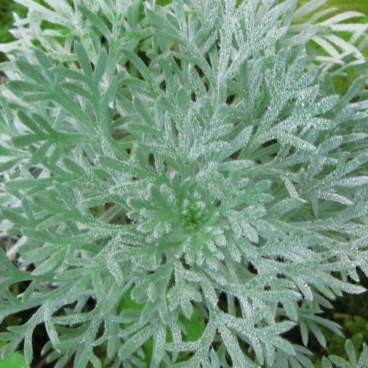 ARTEMISIA SCHMIDTIANA