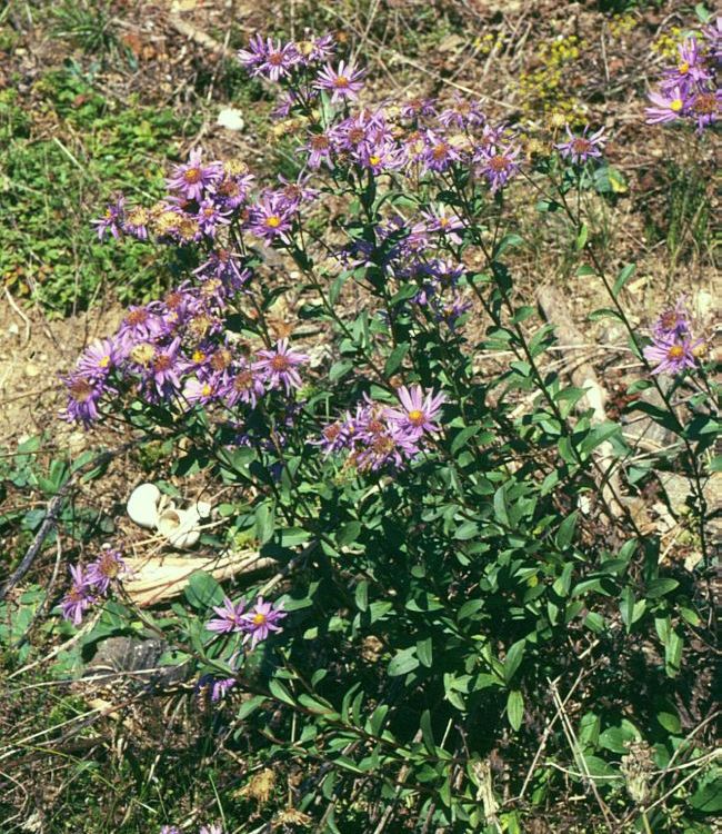 ASTER AMELLUS MIRA